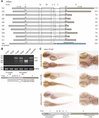 The 3’UTRs of Myelin Basic Protein mRNAs Regulate Transport, Local Translation and Sensitivity to Neuronal Activity in Zebrafish